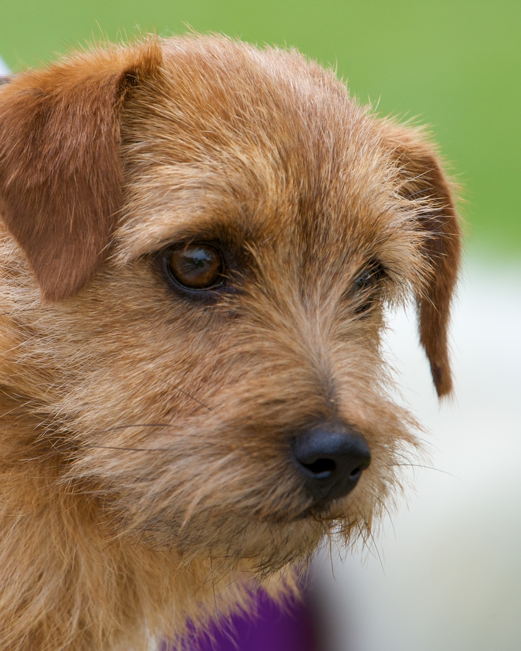 Terrier Dog Breed Chart