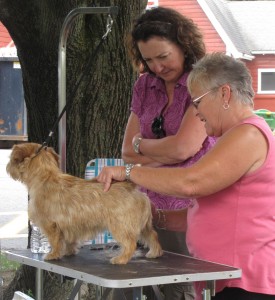ANTA's 2010 summer picnic ... grooming help from Mary Ellen Wigmore (right). Sheila Foran Photo.