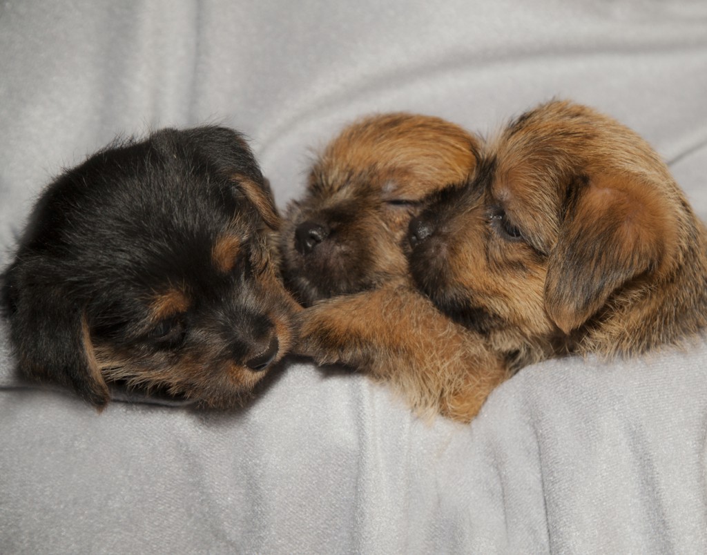 Cathie and Lou Heimbach welcomed a litter of puppies just in time for the 2011 Holidays. (Jamie Hopf Photo)