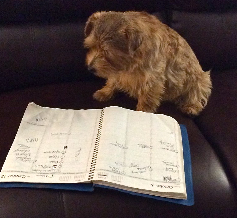 Cutter is studying his calendar to make sure he doesn't miss the Fall Festival - Oct. 11 & 12 in Walpole, Mass.